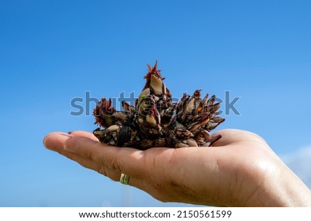 Goose barnacles known as perceves. Famous seafood from crustaceans family Royalty-Free Stock Photo #2150561599