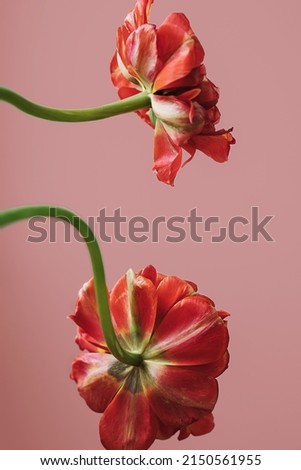 Creative flower composition of two red tulip seen from behind with green long bent stems. Floral minimal pink background with copy space. Botany wallpaper or decor card idea. 