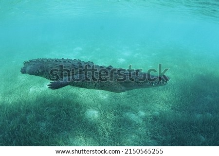 American crocodile (Crocodylus acutus) Jardines de la Reina, Cuba Royalty-Free Stock Photo #2150565255