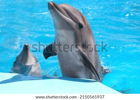Dolphins in pool at marine mammal park Royalty-Free Stock Photo #2150565937