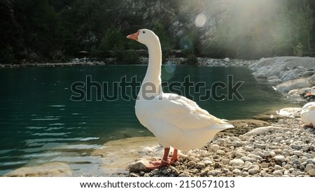 goose swims in mountain park
white goose isolated on turquoise background Royalty-Free Stock Photo #2150571013