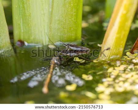 Pond Skaters Mating Whilst One is Predating a Large Red Damselfly. Royalty-Free Stock Photo #2150576713