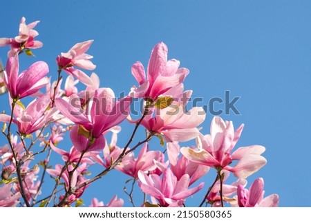 Magnolia tree blossom in springtime. Pink flowers in sunlight, close up brunch, outdoor