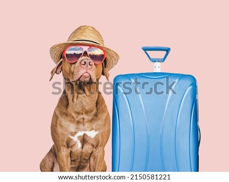 Lovable, pretty brown puppy and blue suitcase. Travel preparation and planning. Closeup, indoors. Studio photo, isolated background. Concept of recreation, travel and tourism. Pets care Royalty-Free Stock Photo #2150581221