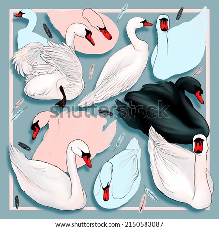 white, pink, blue and black swans on a blue background