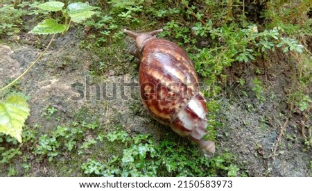 A snail walks leisurely when it's drizzling