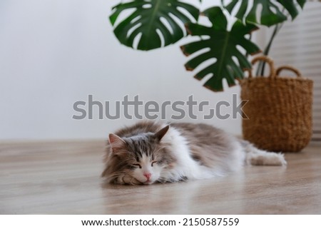 Portrait of a siberian cat with green eyes sleeping on the floor at home. Fluffy purebred straight-eared long hair kitty. Copy space, close up, background. Adorable domestic pet concept. Royalty-Free Stock Photo #2150587559