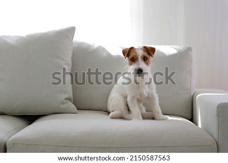 Wire Haired Jack Russell Terrier puppy on the beige textile couch looking at the camera. Small rough coated doggy with funny fur stains sitting on the sofa at home. Close up, copy space, background Royalty-Free Stock Photo #2150587563