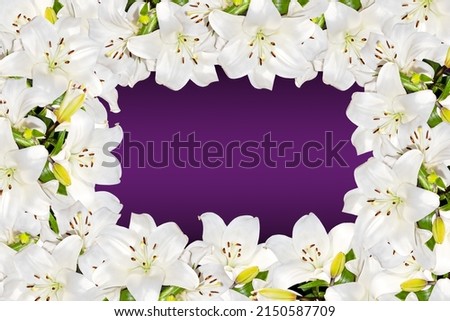 Lilium candidum,Madonna or white lily,flowering picture frame on purple color gradient background copy space