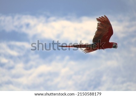 Beautiful parrot flying through the sky