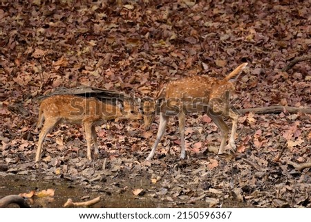 India Hog Deer in Kaziranga National Park stock photo