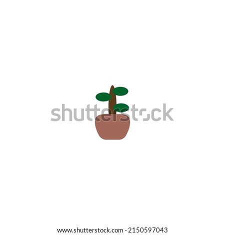 Money tree in a pot