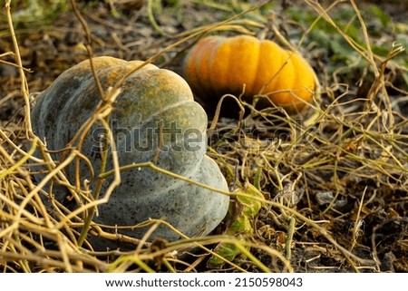 two pumpkins in an autumn field