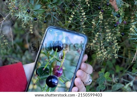 With a smartphone, photographing berries in nature in the middle of autumn while on vacation