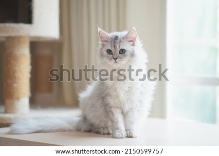 Cute persian cat sitting on wood table Royalty-Free Stock Photo #2150599757