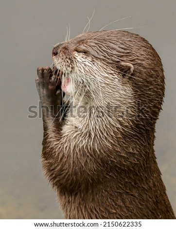 A cute Asian small-clawed otter that looks like he is praying for a fish!