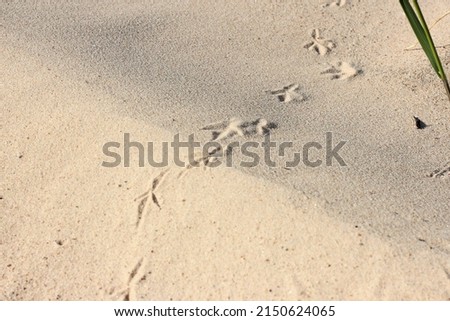 Bird footprints on soft sand