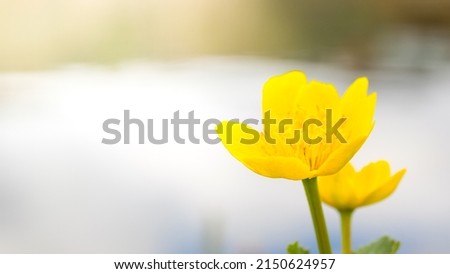  Beautiful spring background with marsh-marigold flowers in nature. Artistic image of nature