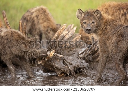Spotted hyena Crocuta Crocuta) covered in mud feeding off a carcass while other is looking African wildlife safari seen in Masai Mara, Kenya
