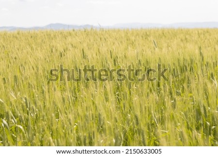 Green cereal crop field. Wheat plant moving in the wind. Wheat field