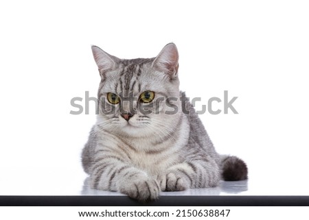 Cute cat 4K high quality Royalty-Free Stock Photo #2150638847