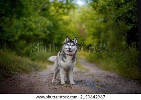 portrait of a beautiful blue-eyed husky on a walk in the forest....