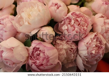 flowers peonies pink with buds