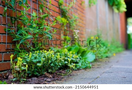 Facade of a house with climber plants, ivy growing on the wall. Ecology and green living in city, urban environment concept. European green facade wall garden for climate adaptation Royalty-Free Stock Photo #2150644951