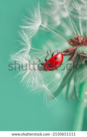 Beautiful flying red ladybug with white dandelion fluffy. Macro shot. selective focus with copy space Royalty-Free Stock Photo #2150651111