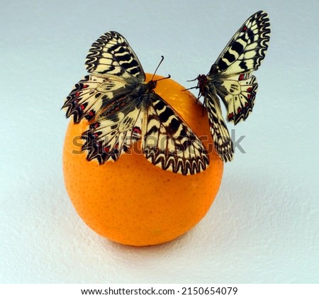 Butterflies on orange isolated. Zerynthia polyxena Southern Festoon on orange. Butterfly and fruit. Breeding butterflies. Papilionidae. Lepidoptera. Entomology