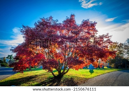Large tree with bright red leaves.