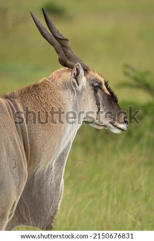 Eland bull, the biggest antelope in the African bush with eye injury. Wild animal seen on safari in Masai Mara, Kenya Royalty-Free Stock Photo #2150676831
