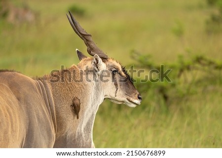 Eland bull, the biggest antelope in the African bush with eye injury and oxpecker. Wild animal seen on safari in Masai Mara, Kenya Royalty-Free Stock Photo #2150676899