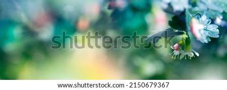 Spring blossom background. Beautiful nature scene with blooming tree