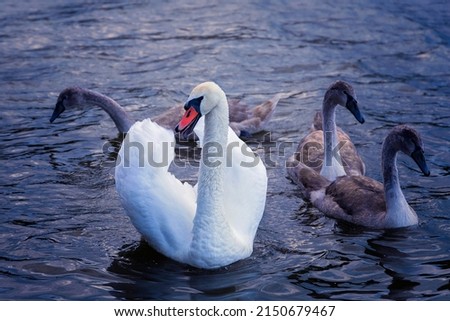 mute swan with chicks (Cygnus olor), wild birds on water surface