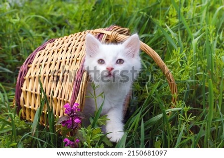 White beautiful kitten on the background of a basket and nature. Postcard, cover, picture, wallpaper, screensaver, printable