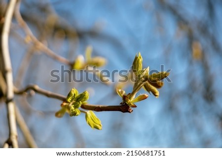 Buds spread on the tree. End of winter, plants are preparing to spread the leaves. Twigs in spring time on blue sky background. Early spring season. Close-up view. Beautiful nature. Sunny weather.