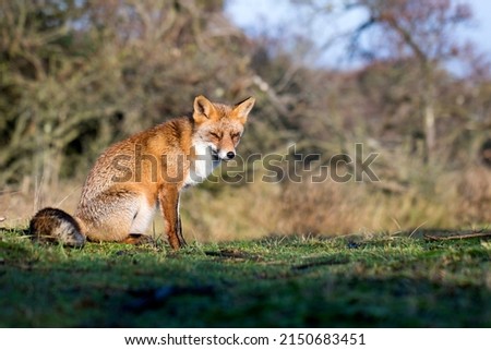 Red Fox Sitting on the Grass in A Green Nature Background in A National Park