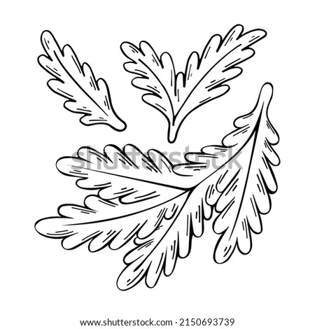 Coloring page fir branches. The greenery of the Christmas tree. Winter forest. Pine needles. Hand drawn vector doodle illustration. Coloring book for children and adults. Black and white line art.