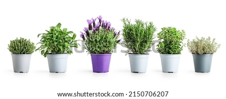 Rosemary, oregano, lavender, sage and thyme in pot. Creative layout with fresh potted herbs isolated on white background. Floral banner. Design element. Healthy eating, alternative medicine concept Royalty-Free Stock Photo #2150706207