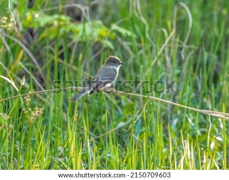An eastern phoebe bird perched on a blade of grass hunting insects near a pond. 
