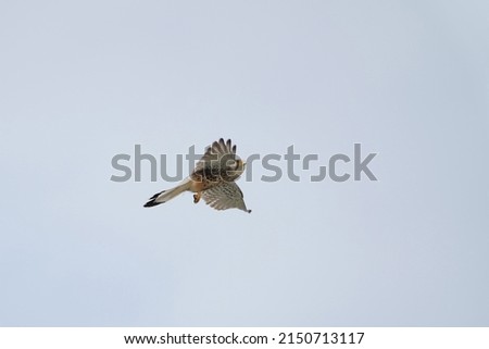 common kestrel is hunting in a field