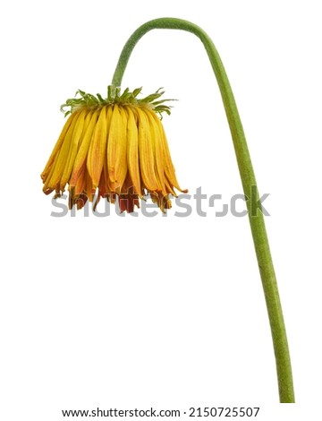 Withered Yellow Barberton daisy flower, Gerbera jamesonii, isolated on white background, with clipping path                                  Royalty-Free Stock Photo #2150725507