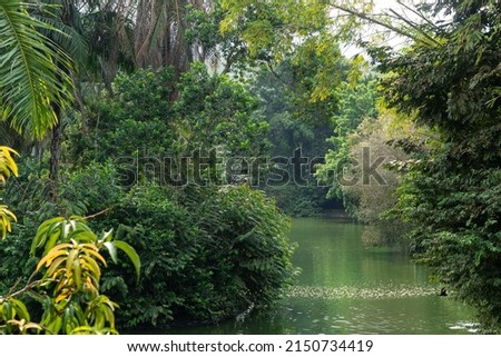 Tropical forest with a lake located in Colombia
