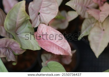 Syngonium pink spot in black pot with nature background. Plants variegated, Pink leaves and dark pink spots. Close up spotted tree for gardening, farm, house decor. Creeper houseplants, climb up.