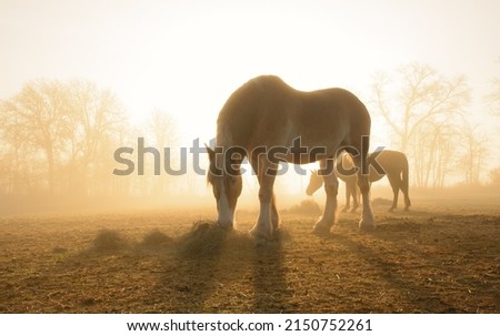 Belgian draft horse eating hay in pasture, backlit by rising sun shining through heavy fog, in early spring Royalty-Free Stock Photo #2150752261