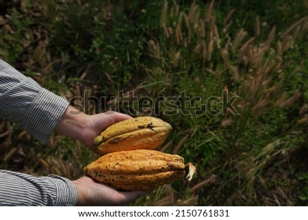 female hand holding Forastero cocoa cocoa  on hand