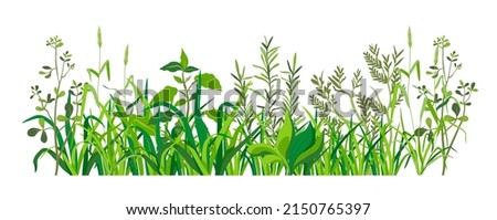 Summer grass with leaves and foliage, isolated weed with herbs and medicinal ingredient. Nature landscape, decoration for rural area, yard or orchard, botany plants growing. Vector in flat style