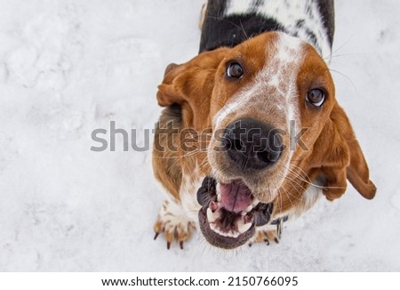 basset hound on a walk. basset hound on a walk in winter. basset hound close-up. a basset hound puppy. Royalty-Free Stock Photo #2150766095