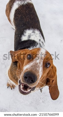 basset hound on a walk. basset hound on a walk in winter. basset hound close-up. a basset hound puppy. Royalty-Free Stock Photo #2150766099